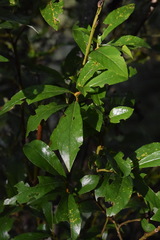 Salix glabra