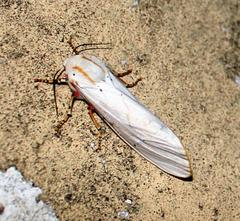 Rhodogastria similis