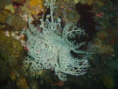 Astrocladus euryale