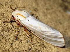 Rhodogastria similis