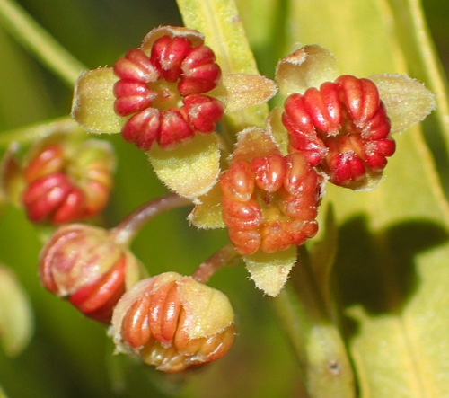 Dodonaea viscosa