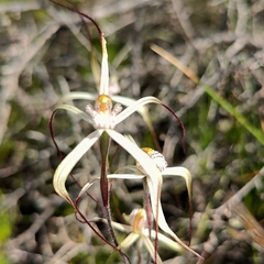 Caladenia varians