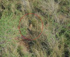Leptailurus serval serval