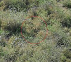 Leptailurus serval serval