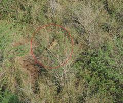 Leptailurus serval serval