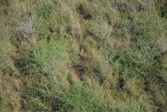 Leptailurus serval serval