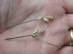 Carex adusta