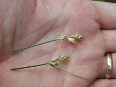 Carex adusta