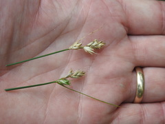 Carex adusta