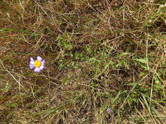 Felicia hyssopifolia