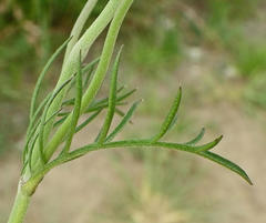 Scabiosa columbaria