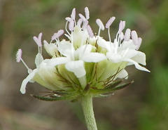 Scabiosa columbaria