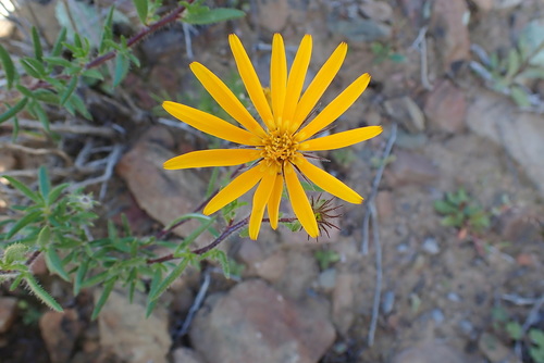 Image of Gorteria integrifolia by no rights reserved
