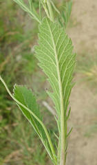 Scabiosa columbaria