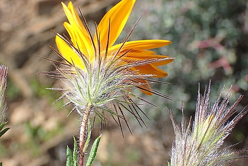 Image of Gorteria integrifolia by no rights reserved