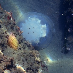 Rhizostomatidae