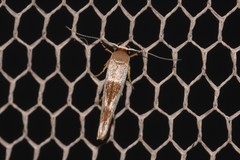 Stathmopoda megathyma