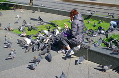 Columba livia domestica