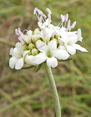 Scabiosa columbaria