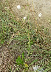 Scabiosa columbaria