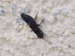Ocypus aethiops