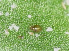 Oligonychus ilicis