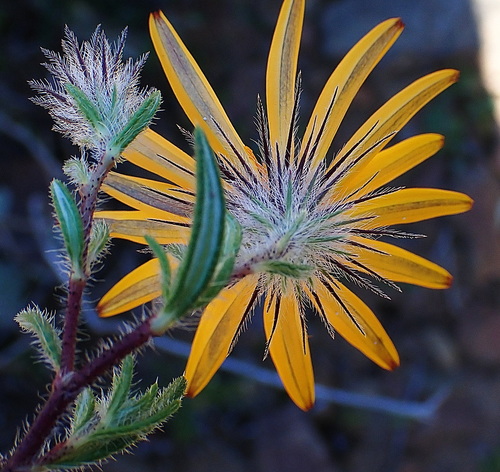 Image of Gorteria integrifolia by no rights reserved