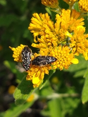 Acmaeodera mudgei