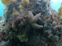 Asterias forbesi