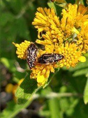 Acmaeodera mudgei