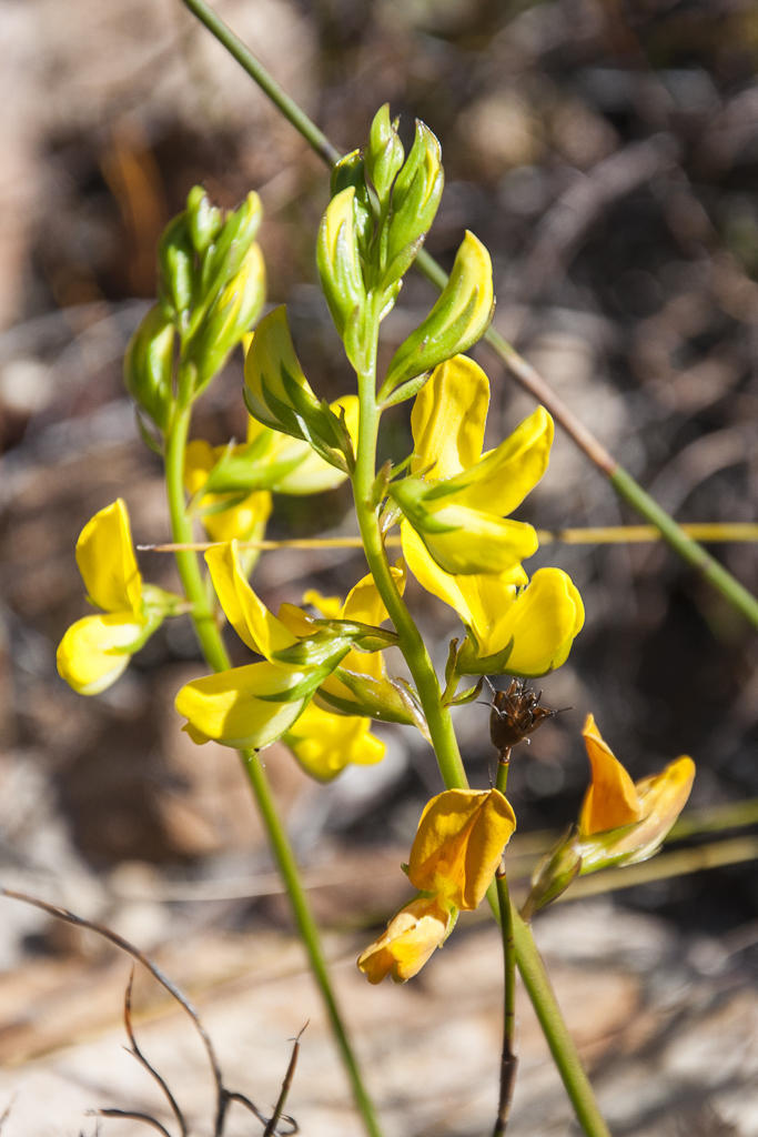 Lebeckia grandiflora