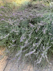 Lavandula