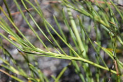 Lebeckia grandiflora
