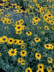 Rudbeckia