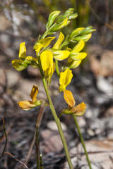 Lebeckia grandiflora
