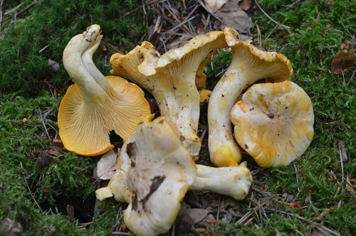 Cantharellus pallens