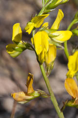 Lebeckia grandiflora
