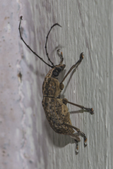 Phloeobius