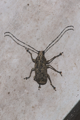 Phloeobius