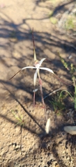 Caladenia polychroma