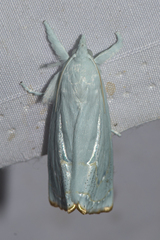 Eschata