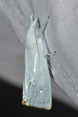 Eschata