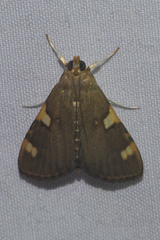 Rehimena phrynealis