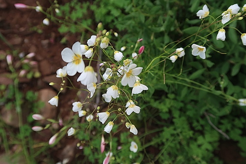 Image of Heliophila pendula by no rights reserved