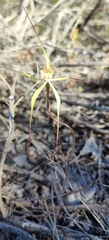 Caladenia straminichila