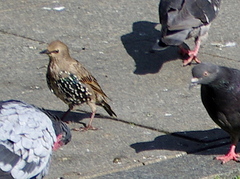 Sturnus vulgaris