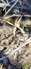 Caladenia straminichila