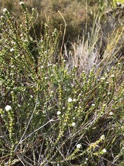 Phylica humilis