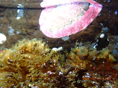 Onithochiton quercinus