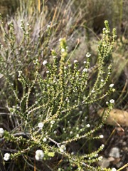 Phylica humilis